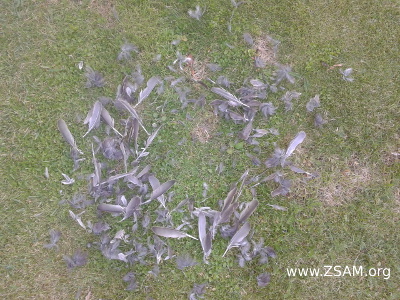 pigeon feathers in garden part 3