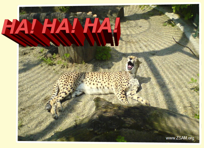 gratis witzige ecard ha mit Gepard