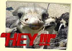 free funny ecard hey with ostrich
